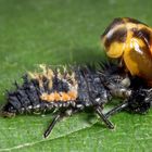 Larve des Asiatischen Marienkäfers (Harmonia axyridis) beim Fressen einer Marienkäfer-Puppe...