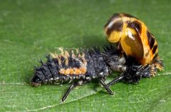 Larve des Asiatischen Marienkäfers (Harmonia axyridis) beim Fressen einer Marienkäfer-Puppe...