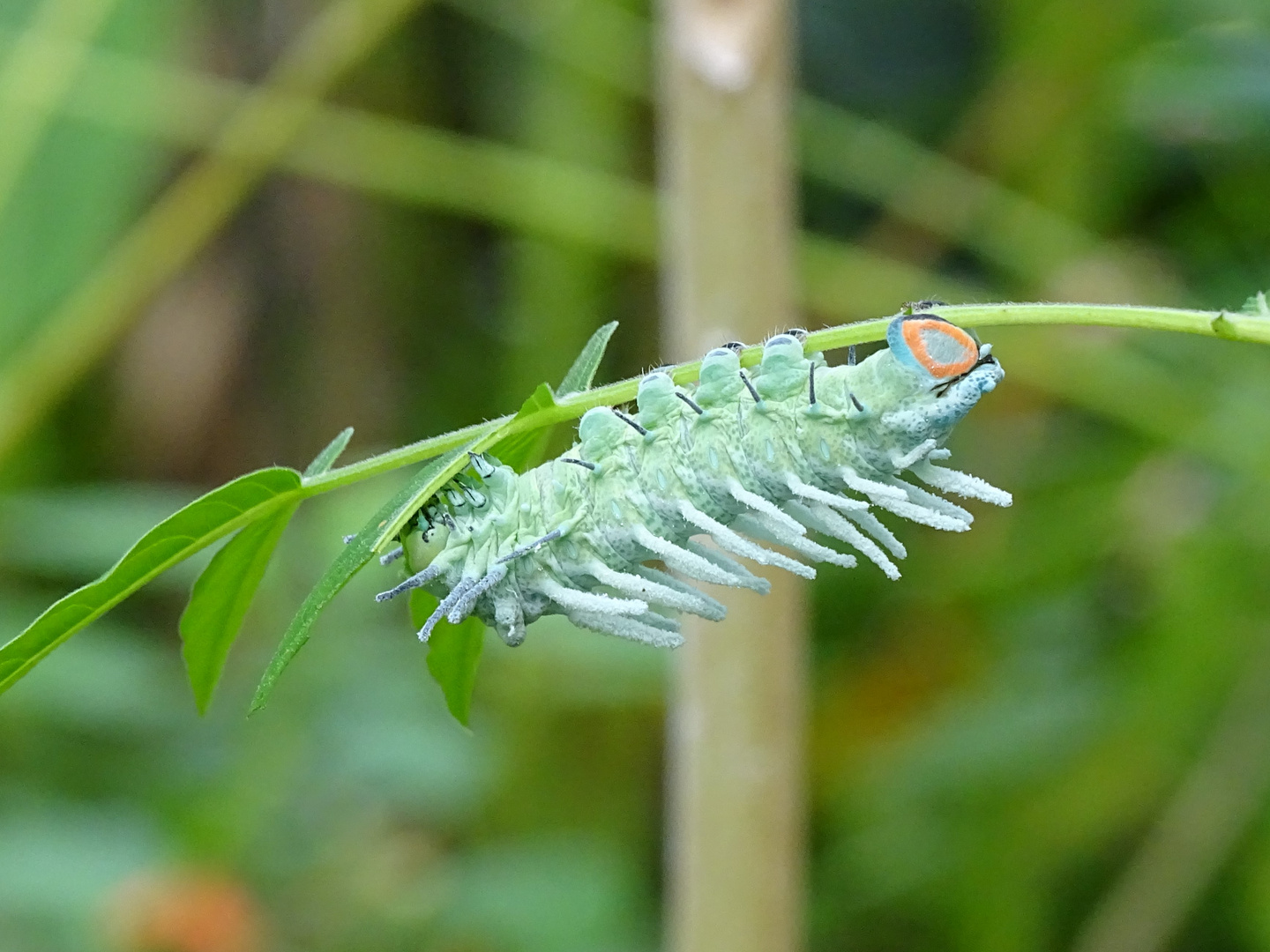 Larve des Atlasspinners (Attacus atlas)