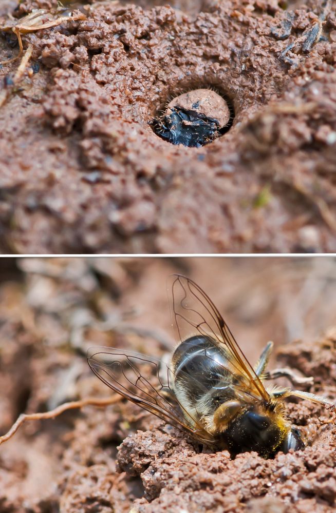 Larve des  Feld - Sandlaufkäfers mit Schwebfliege als Beute