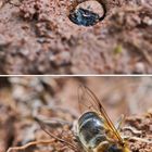 Larve des  Feld - Sandlaufkäfers mit Schwebfliege als Beute