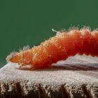 Larve des Gemeinen Bienenkäfers