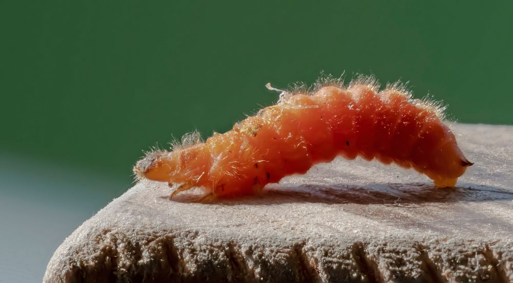 Larve des Gemeinen Bienenkäfers