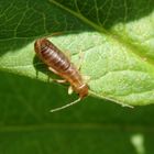 Larve des Gemeinen Ohrwurms (Forficula auricularia)