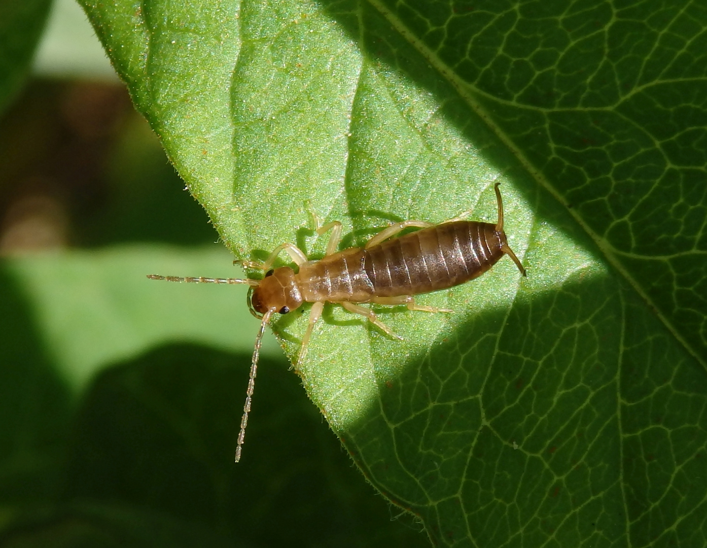 Larve des Gemeinen Ohrwurms (Forficula auricularia)