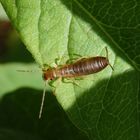 Larve des Gemeinen Ohrwurms (Forficula auricularia)