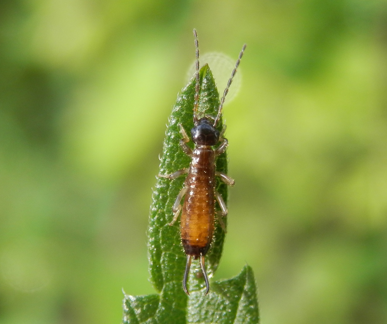 Larve des Gemeinen Ohrwurms (Forficula auricularia)