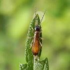 Larve des Gemeinen Ohrwurms (Forficula auricularia)