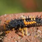 Larve des Harlekin-Marienkäfers (Harmonia axyridis)