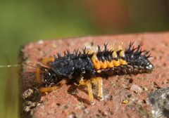 Larve des Harlekin-Marienkäfers (Harmonia axyridis)