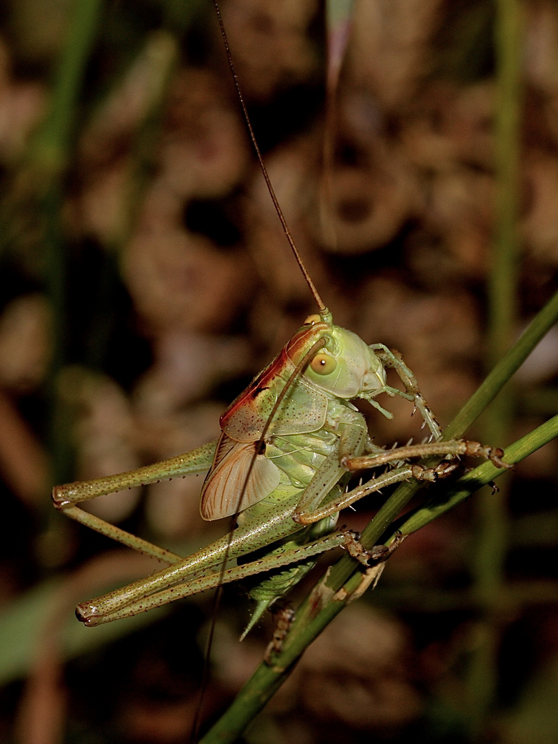 Larve des Männchens eines Großen Grünen Heupferds (Tettigonia viridissima)