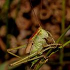 Larve des Männchens eines Großen Grünen Heupferds (Tettigonia viridissima)