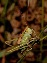 Larve des Männchens eines Großen Grünen Heupferds (Tettigonia viridissima)