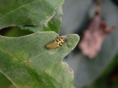 Larve des Pilz-Marienkäfers (Psyllobora vigintiduopunctata)