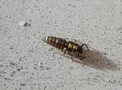 Larve des Schachbrett-Marienkäfers (Propylea quatuordecimpunctata)