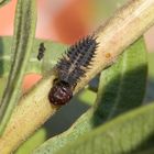 Larve des Schwarzen Schildlaus-Marienkäfer frisst eine Schildlaus