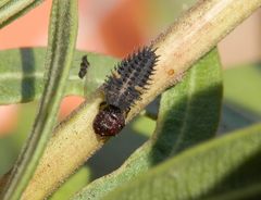 Larve des Schwarzen Schildlaus-Marienkäfer frisst eine Schildlaus