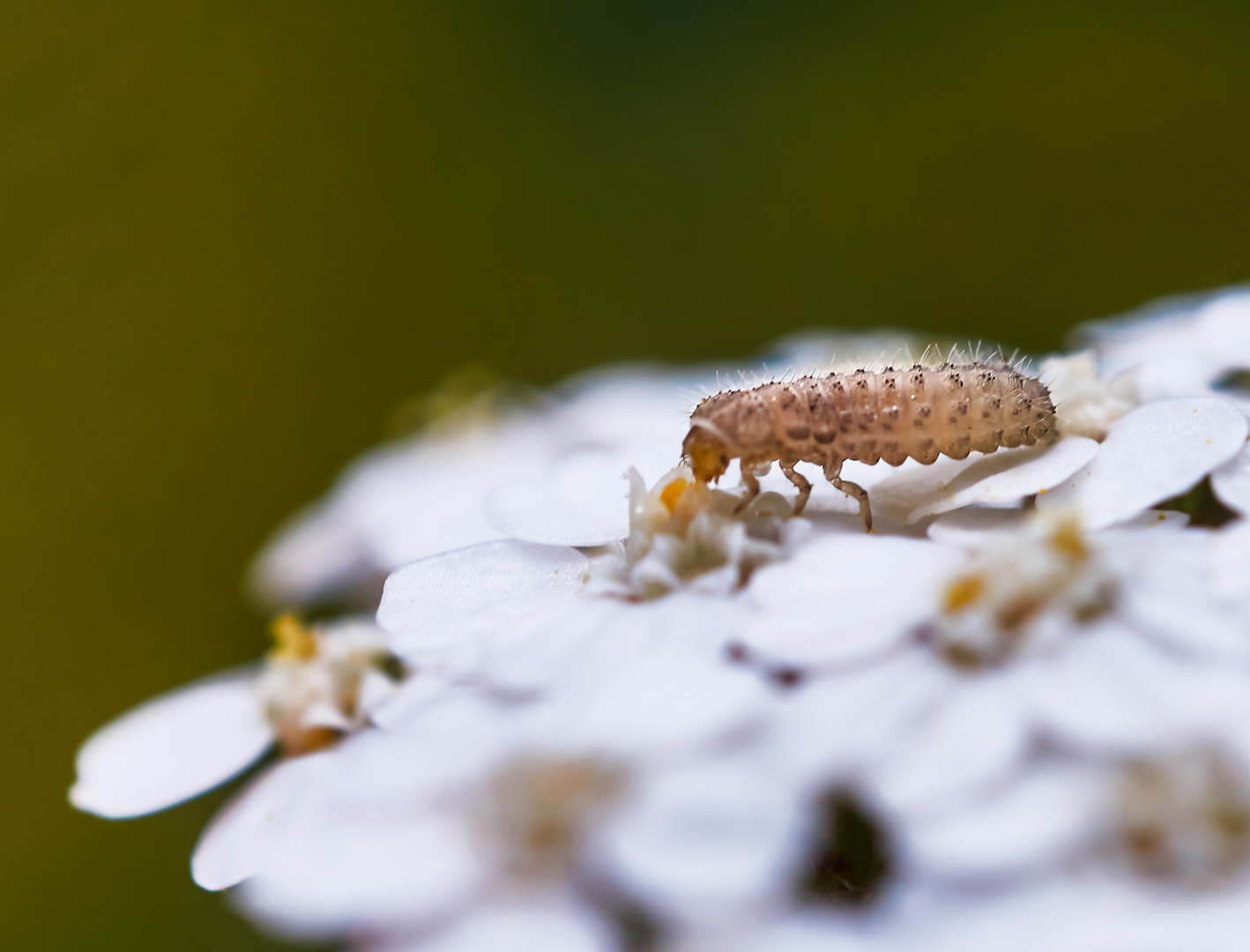 Larve des Sechzehnpunkt-Marienkäfers (Tytthaspis sedecimpunctata)