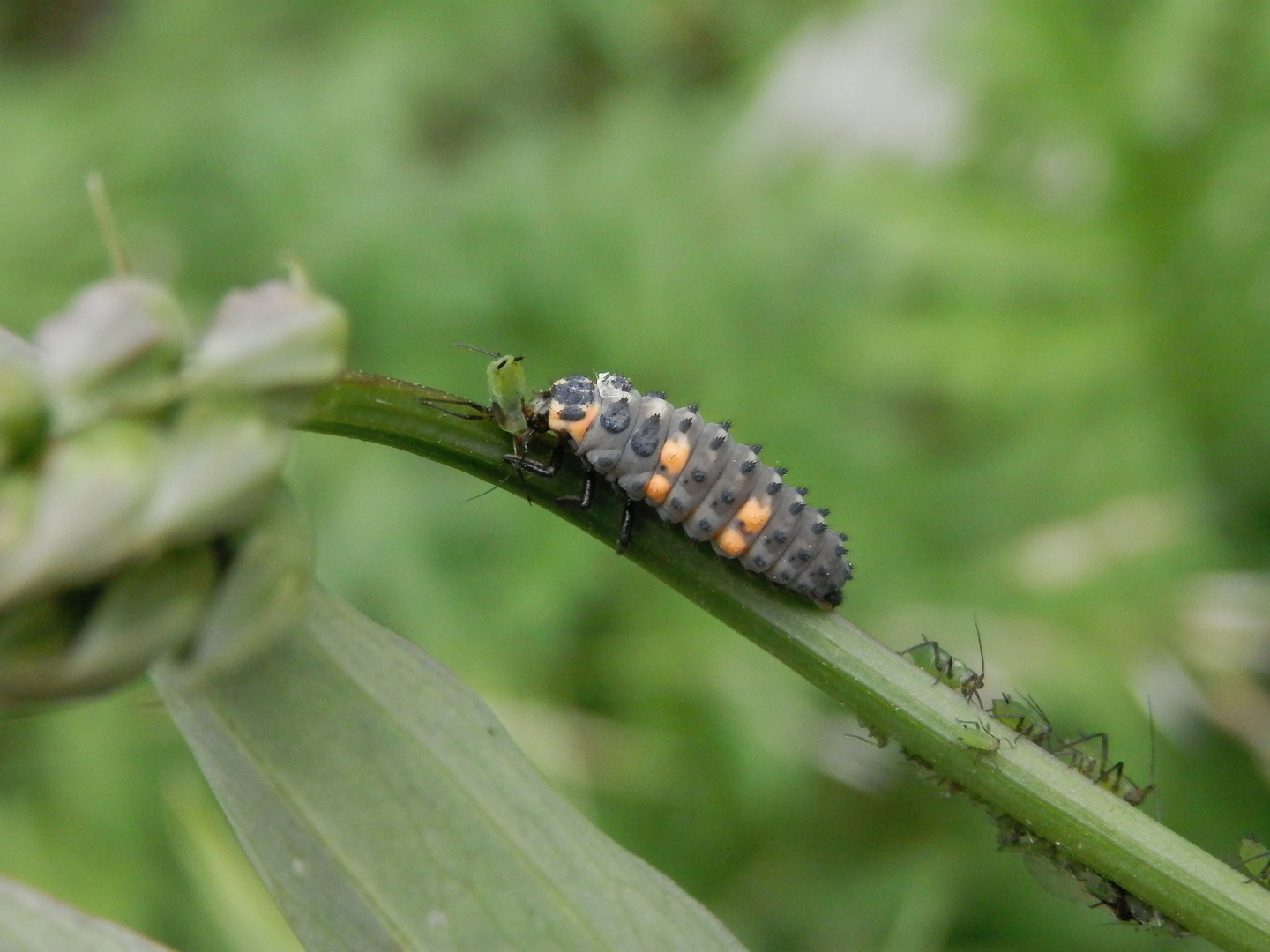 Larve des Siebenpunkt-Marienkäfers (Coccinella septempunctata)