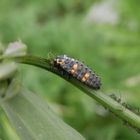 Larve des Siebenpunkt-Marienkäfers (Coccinella septempunctata)