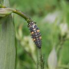 Larve des Siebenpunkt-Marienkäfers (Coccinella septempunctata)