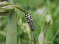 Larve des Siebenpunkt-Marienkäfers (Coccinella septempunctata)