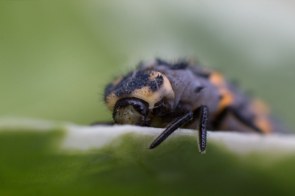 Larve des Siebenpunkt-Marienkäfers (Coccinella septempunctuata)