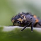 Larve des Siebenpunkt-Marienkäfers (Coccinella septempunctuata)