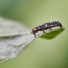 Larve des Zweipunkt Marienkäfer 