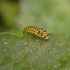 Larve des Zweiundzwanzigpunkt-Marienkäfers (Psyllobora vigintiduopunctata)