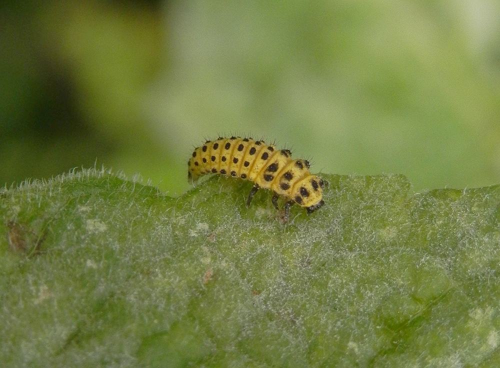 Larve des Zweiundzwanzigpunkt-Marienkäfers (Psyllobora vigintiduopunctata)