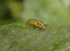 Larve des Zweiundzwanzigpunkt-Marienkäfers (Psyllobora vigintiduopunctata)