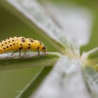 Larve des Zweiundzwanzigpunkts Marienkäfer (Psyllobora.vigintiduopunctata)