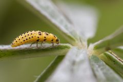 Larve des Zweiundzwanzigpunkts Marienkäfer (Psyllobora.vigintiduopunctata)