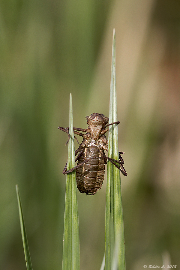 Larve einer Falkenlibelle