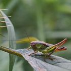 Larve einer Kurzflügelige Beißschrecke?