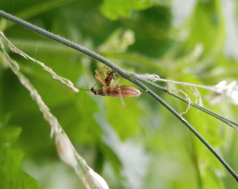 Larve einer Sichelwanze (Nabis sp.)