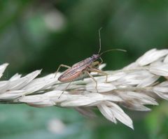 Larve einer Sichelwanze (Nabis sp.)