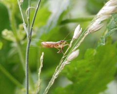 Larve einer Sichelwanze (Nabis sp.)