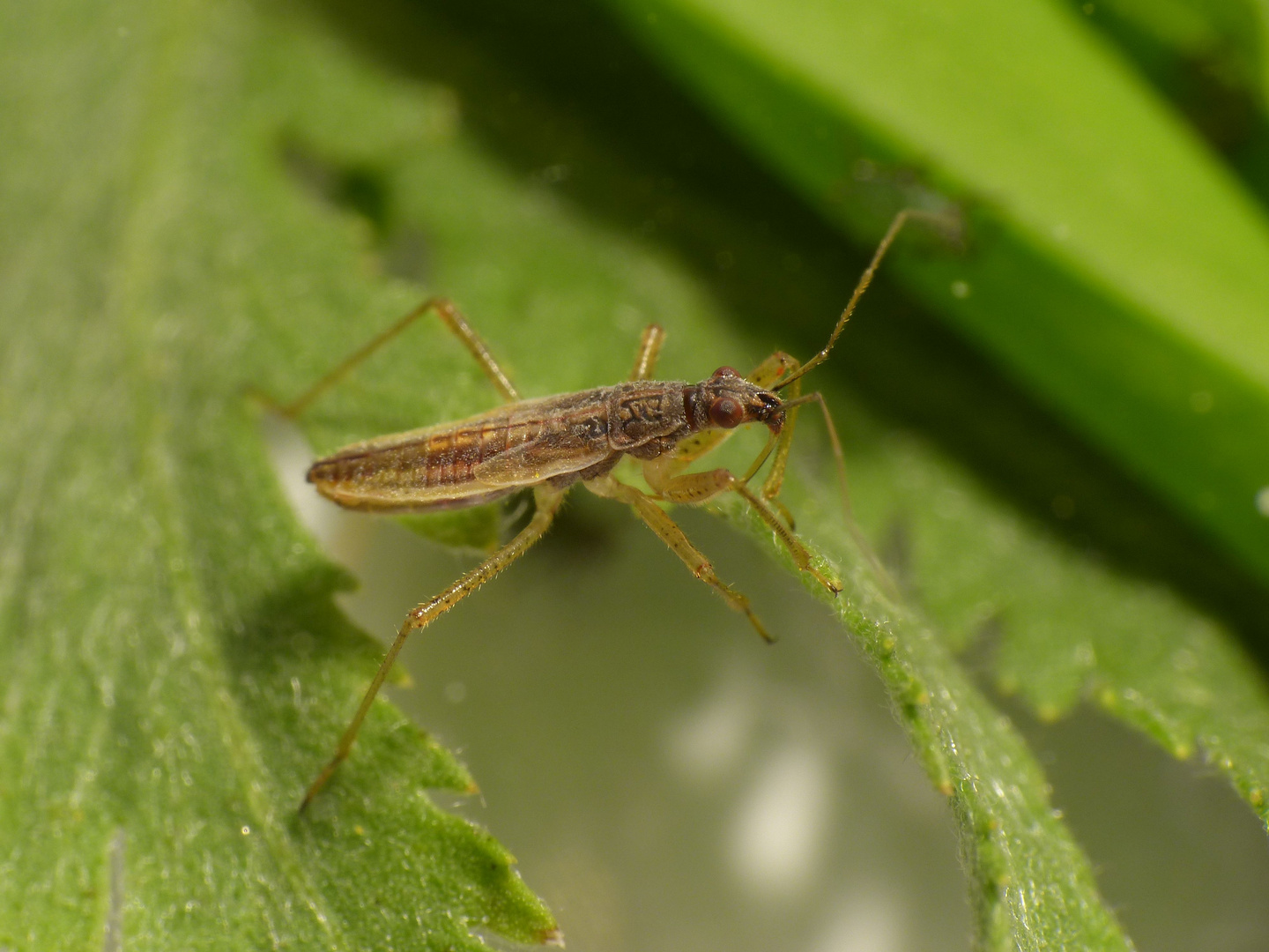 Larve einer Sichelwanze (Nabis sp.)