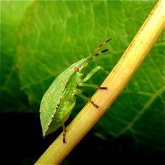 Larve einer Wanze: Grüne Stinkwanze (Palomena prasina)