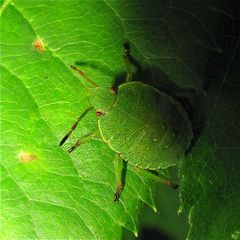 Larve einer Wanze: ich denke, von der Grünen Stinkwanze (Palomena prasina)