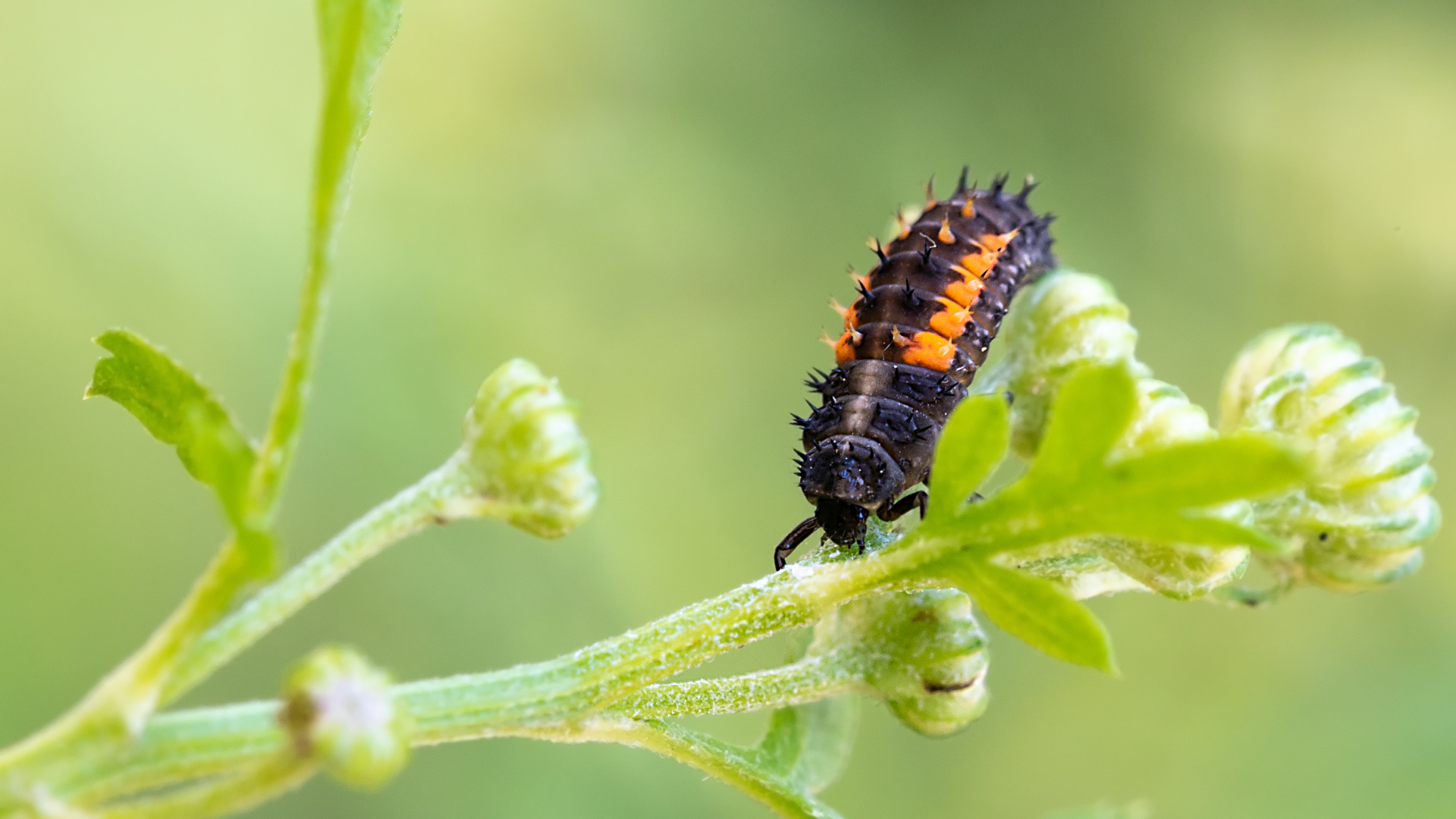 Larve eines Asiatischen Harlekin Marienkäfers (Harmonia axyridis)