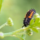 Larve eines Asiatischen Harlekin Marienkäfers (Harmonia axyridis)