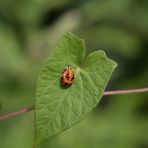 Larve eines Asiatischen Marienkäfers