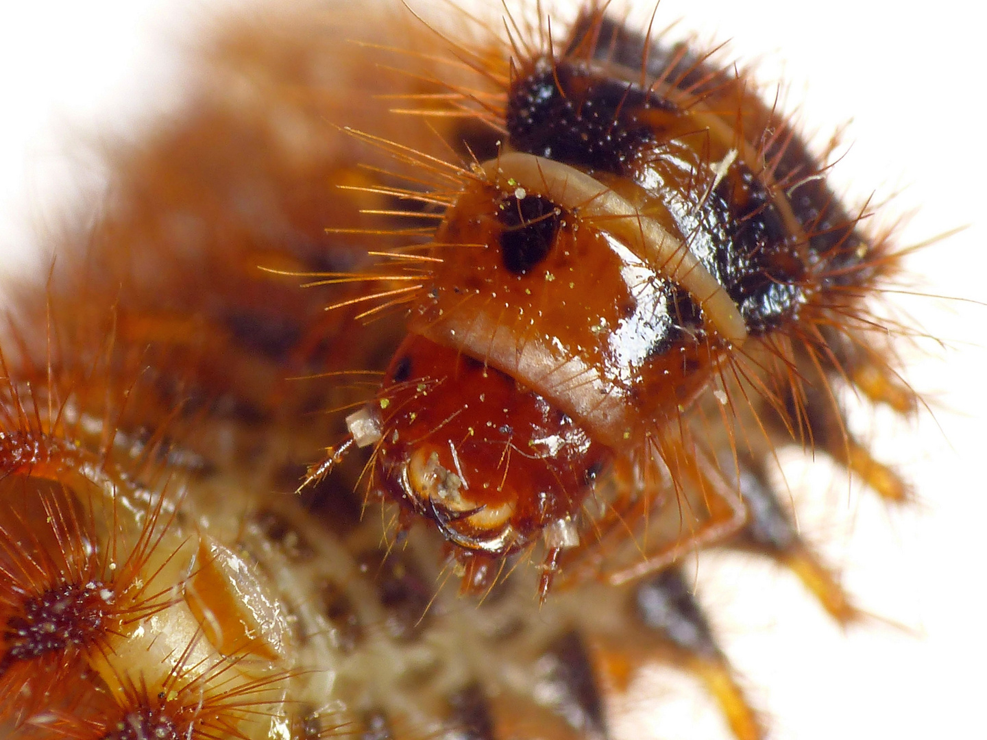 Larve eines Schneckenhauskäfers (Drilus sp.)