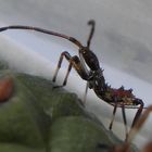 Larve im 2. Stadium von Leptoglossus occidentalis