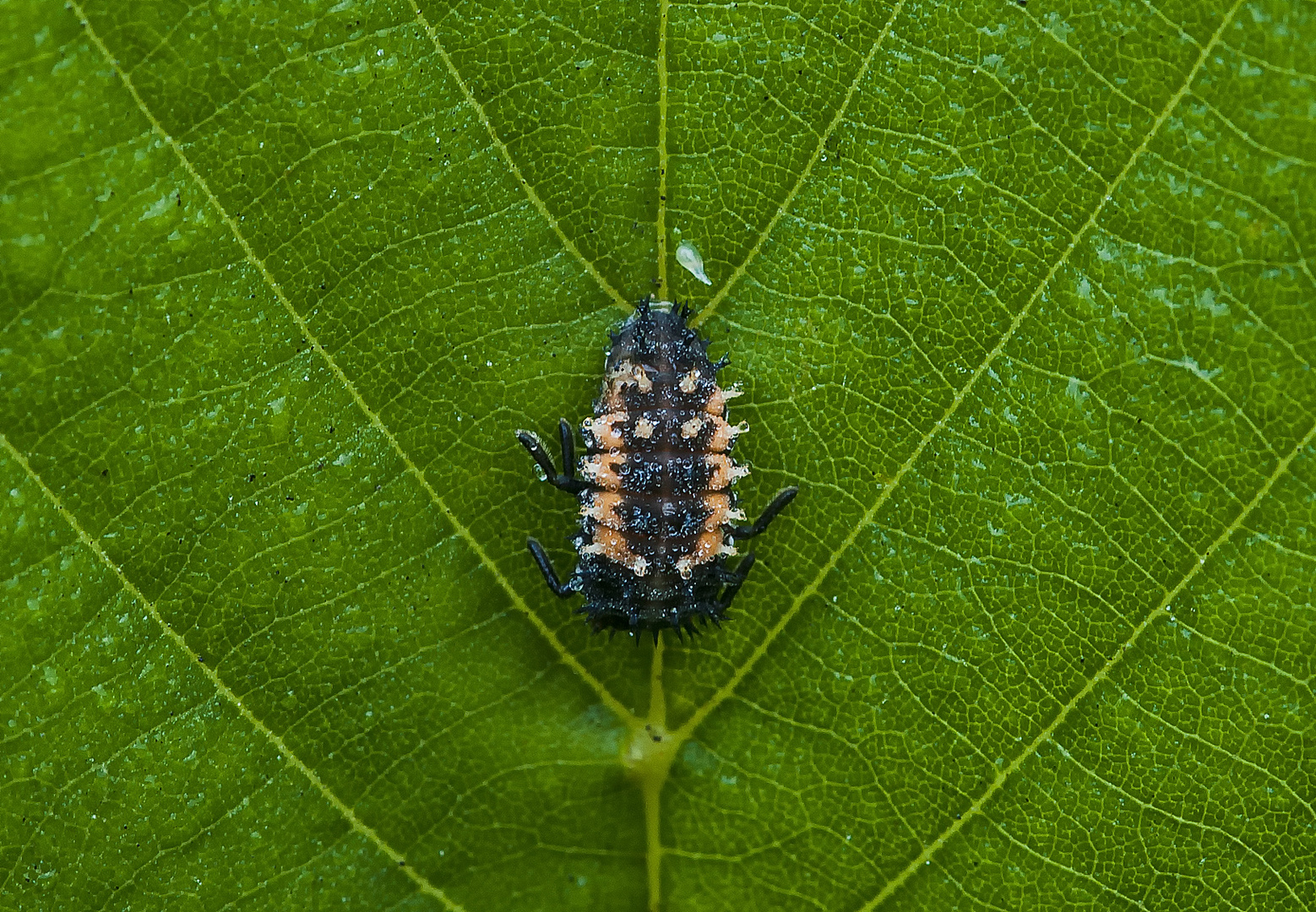 Larve Marienkäfer