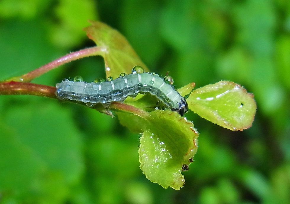 Larve nach einem Regen