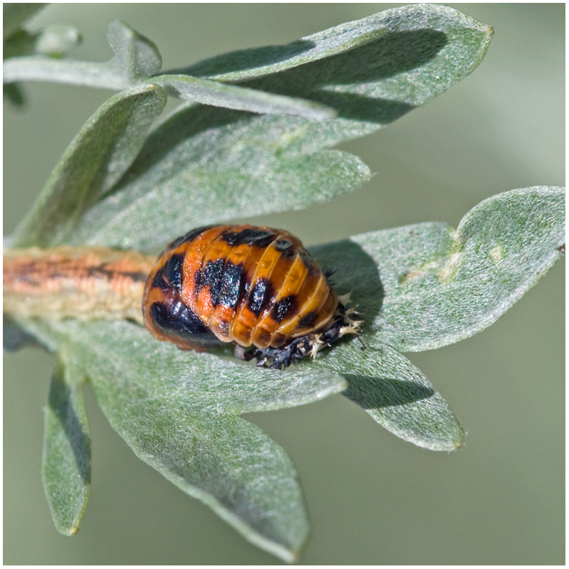 Larve nymphosée de coccinelle asiatique